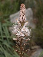 Asphodèle (Asphodelus sp)